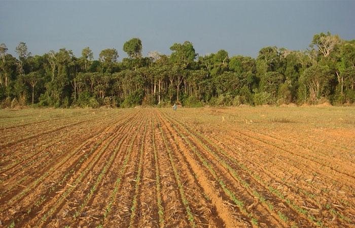 Solos saudáveis combatem a insegurança alimentar e mitigam os efeitos das mudanças climáticas