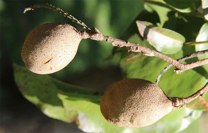 Viagra do Cerrado: descubra o fruto que tem fama de afrodisíaco, reduz o colesterol e o risco de doenças cardiovasculares