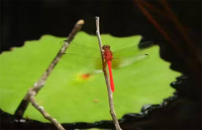 Libélula: uma nova embaixadora para um novo ecoturismo na Amazônia