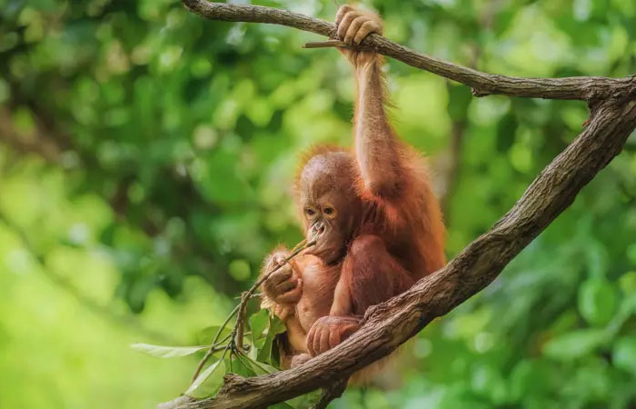 5 formas comprovadas de proteger o planeta e reverter a destruição ambiental