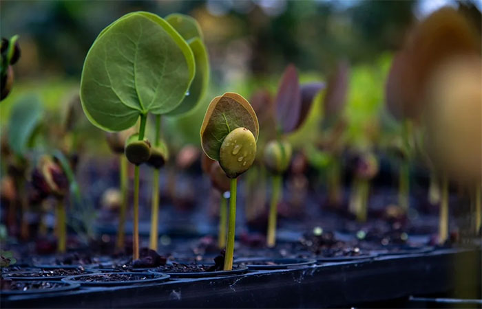 CI-Brasil e re.green unem forças para acelerar e dar escala  à restauração florestal no Brasil