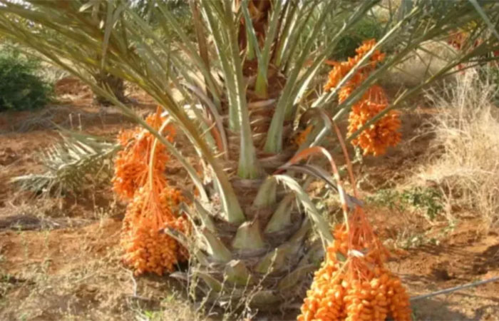 Emirados Árabes trabalha para produzir tâmaras no Nordeste