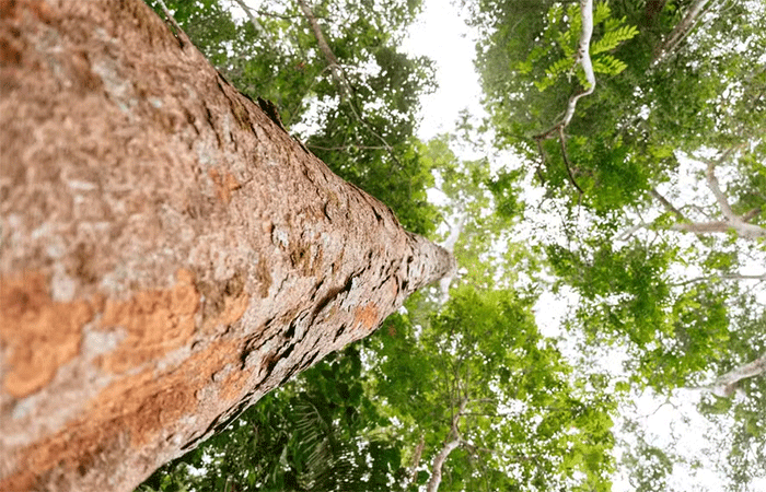 Derrubando a floresta para mantê-la em pé: entenda como é feito o Manejo Florestal