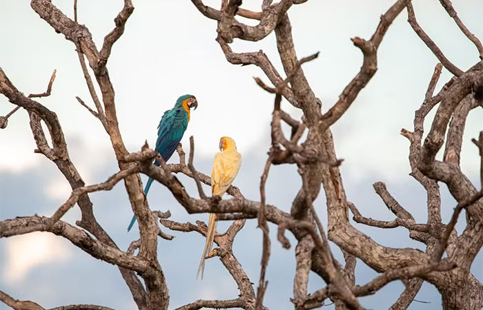 Terceira aparição de arara-canindé de cor diferente instiga pesquisadores no Tocantins