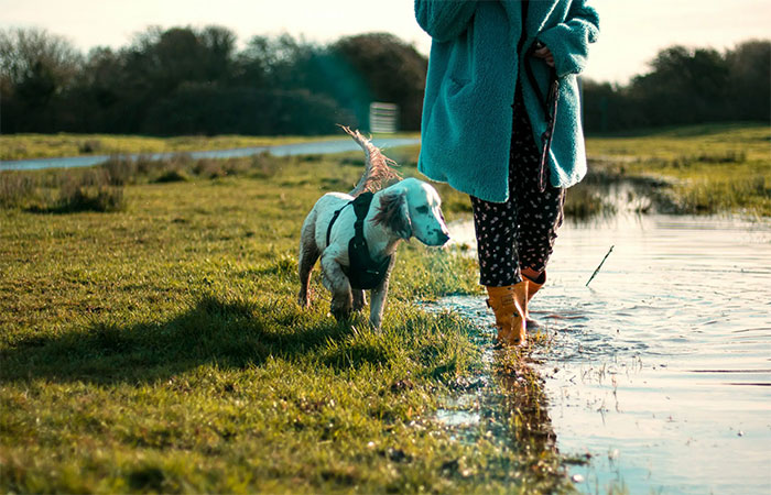 Caminhadas com cães promovem saúde e reduzem riscos de quedas em idosos