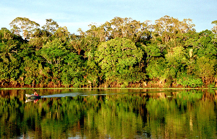 Mercado de terras ilegal ameaça a biodiversidade amazônica