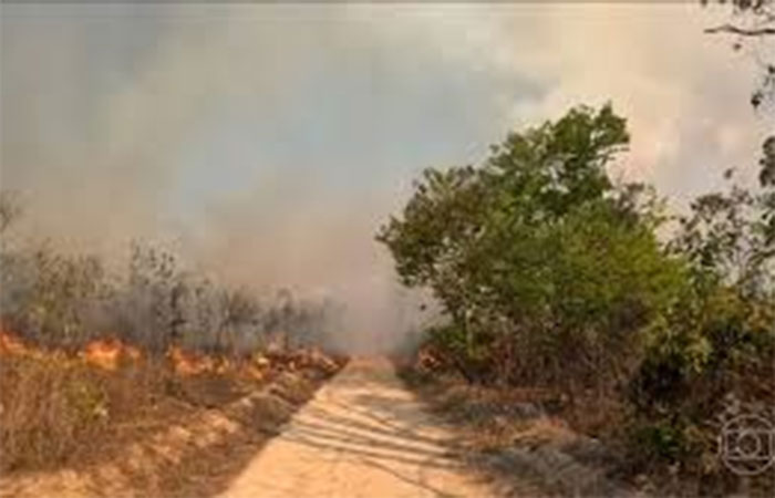 Área devastada por queimadas aumenta quase 80% no Brasil em 2024; Amazônia foi bioma mais afetado