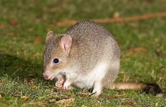 Espécie de marsupiais semelhantes a cangurus ressurgem após perigo de extinção