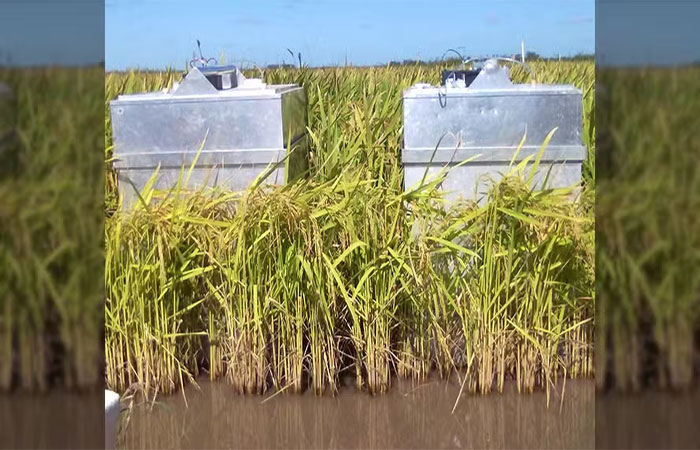 Ciência brasileira inova para produzir arroz com menor impacto ambiental