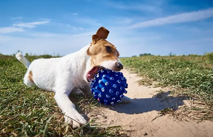 Veterinários alertam para aumento de viroses em cães durante o verão