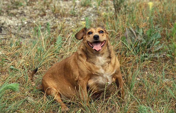 Como descobrir o peso ideal de um pet? Colunista revela técnicas