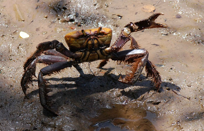 Caranguejo na mesa depende do respeito ao defeso
