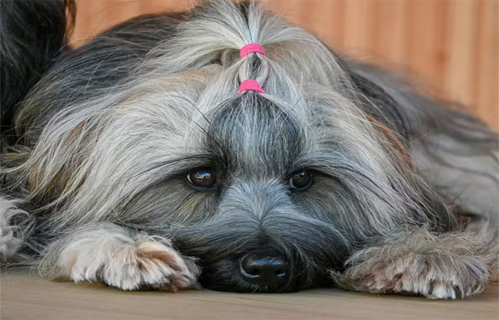 Como os nossos cães se conectam emocionalmente conosco?