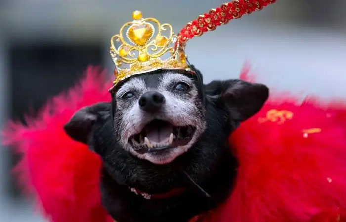 Como nossos cães se conectam emocionalmente conosco (e como melhorar essa sintonia)