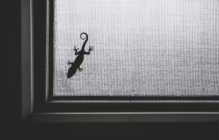 O que significa ter lagartixas em casa? É preciso se preocupar? Biólogo explica