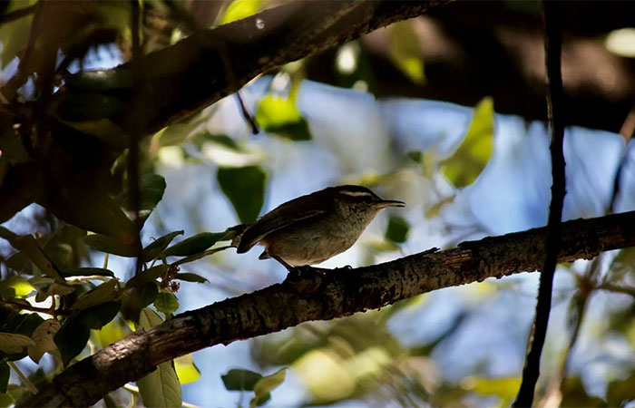 Mudanças climáticas e degradação do habitat ameaçam sobrevivência de pássaros no norte da Austrália