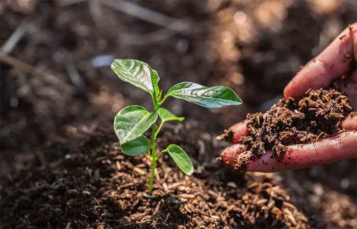 Taxonomia Verde: o conceito que definirá investimentos e sustentabilidade em 2025