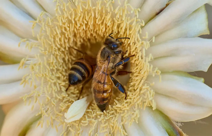 Por que a extinção das abelhas pode provocar o caos no planeta?