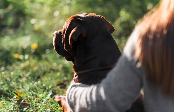 A mudança climática está levando a dirofilariose para novos lugares e os animais domésticos estão em risco