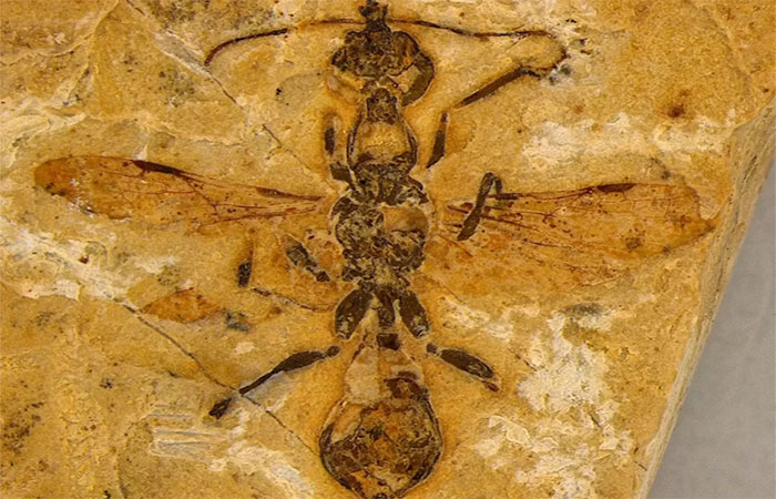 Fóssil de formiga mais antigo do mundo é achado no Nordeste