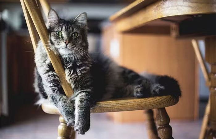 ‘Síndrome do gato voador’: Entenda condição que pode ser fatal para felinos que vivem em prédios