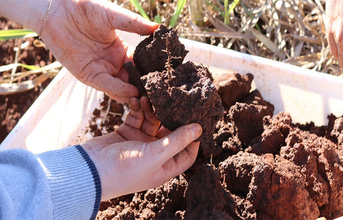 Saúde dos solos na América Latina exige adoção de políticas de sustentabilidade