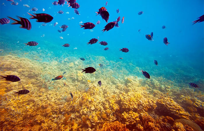 Portugal é o primeiro país a proibir extracção de minerais no fundo do mar até 2050