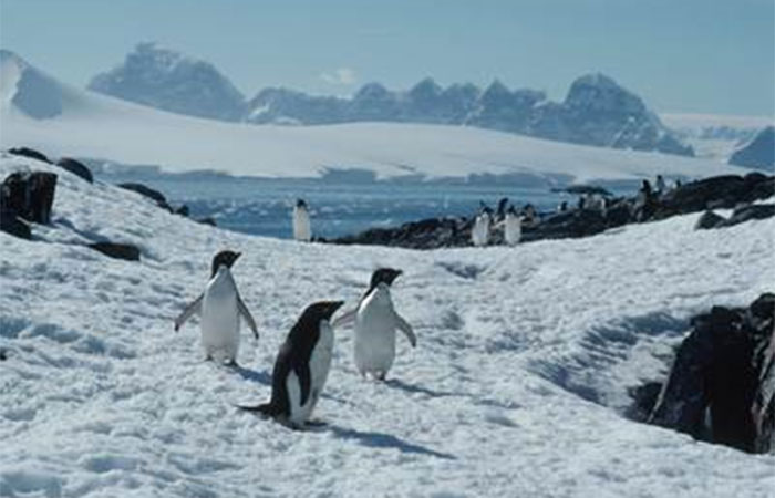 Bertie Gregory volta ao Disney+ com segredos dos pinguins, série da National Geographic que estreia em 21 de abril