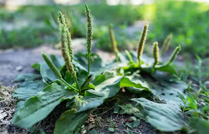 Planta ‘cura-tudo’ se tornou aliada na limpeza dos intestinos e sistema respiratório; entenda