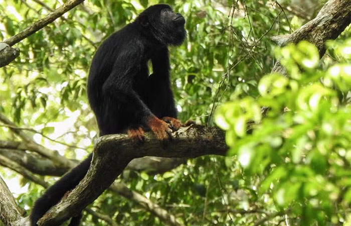 Restauração de área da Mata Atlântica provoca reaparição de animais ameaçados de extinção na Paraíba