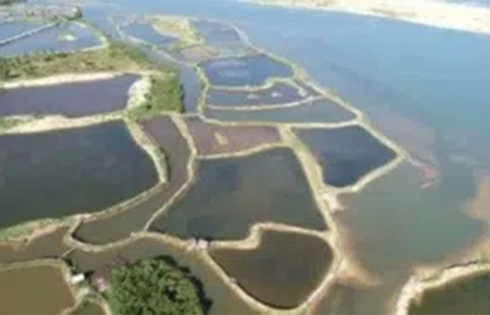 Carcinicultura e seus desafios para sustentabilidade em áreas estuarinas no Nordeste