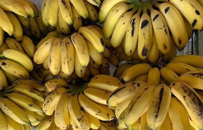 Verde, amarela ou madura: qual é o melhor momento para comer a banana e por quê?