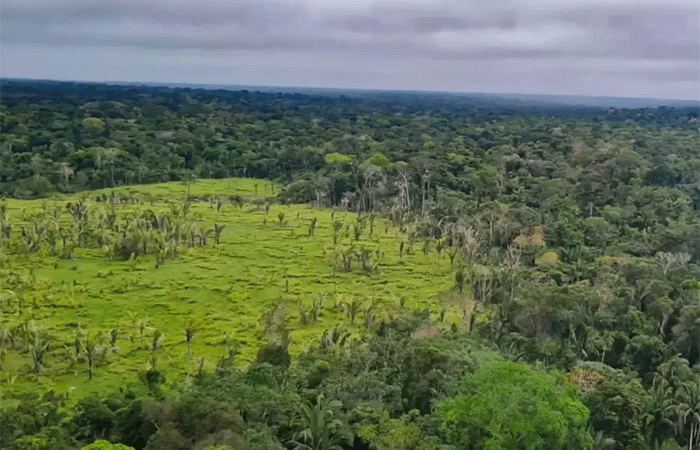 Governo fortalece recuperação da vegetação nativa do Nordeste