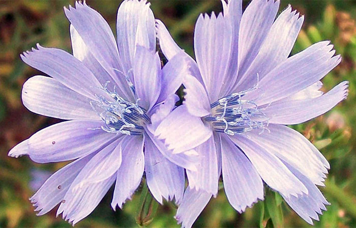 Flores contaminam abelhas com metais pesados? Entenda