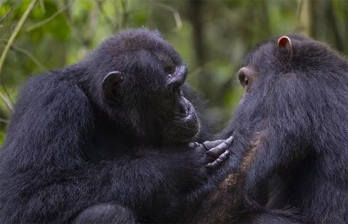 Chimpanzés são vistos fazendo primeiros socorros e pesquisadores descobrem plantas medicinais