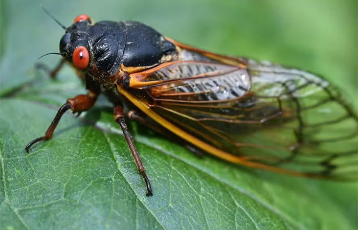 Cigarras que emergem do solo a cada 17 anos ressurgem nos Estados Unidos e intrigam cientistas
