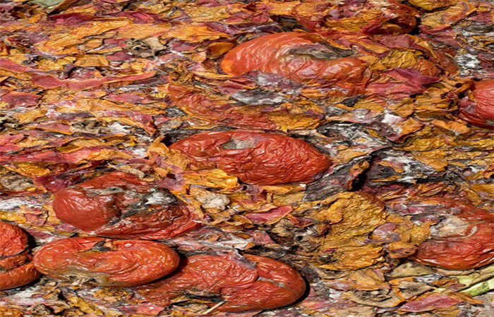 Compostagem passa a ser obrigatória em Nova York