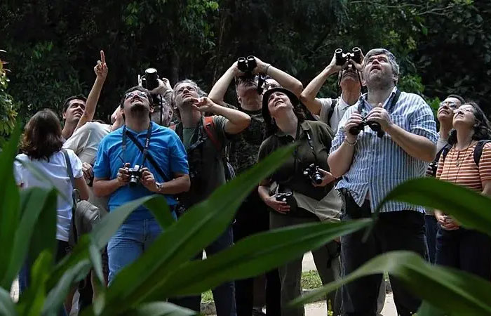 ‘Banho de floresta’: como passar mais tempo na natureza pode ajudar a curar a solidão