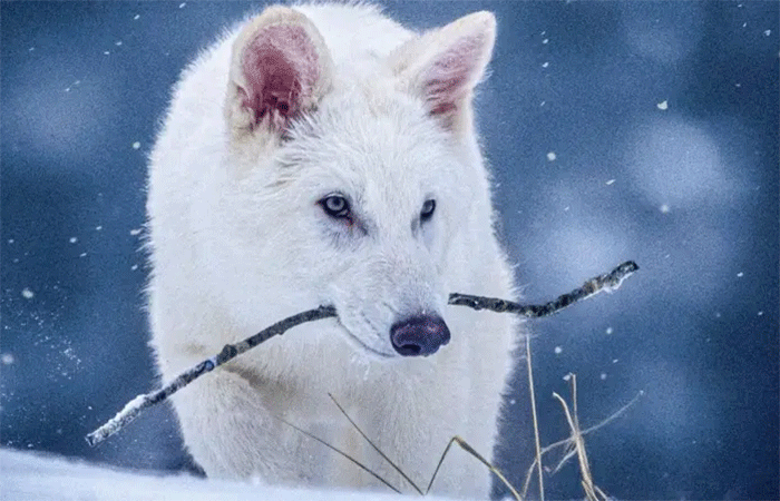 Cientista agora admite que volta de lobo extinto é falsa