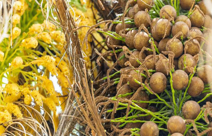Acelen Renováveis inicia plantio de macaúba na Bahia