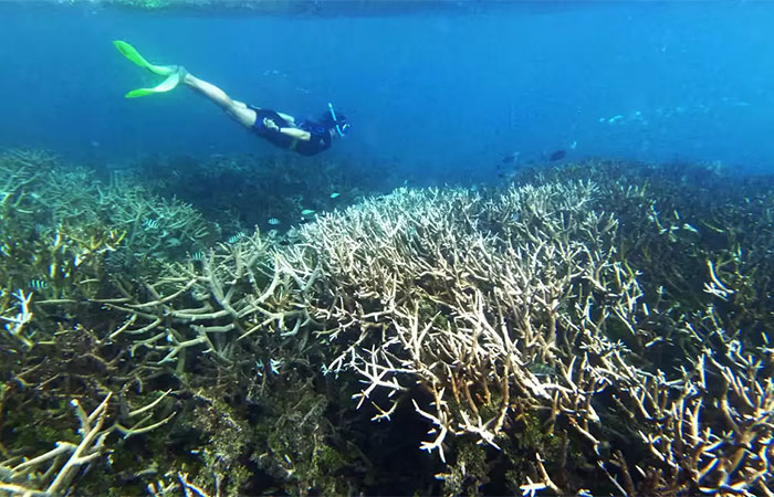 A crise climática está tornando as ondas de calor nos oceanos ainda mais mortais