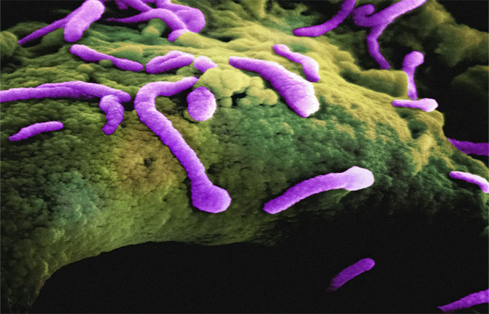 Nanoplásticos potencializam toxinas de bactéria causadora de doenças alimentares