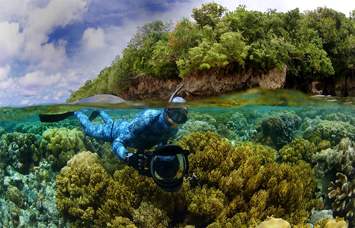 Por que os recifes de coral são essenciais para a vida na Terra? Eles estão entre os ecossistemas mais vulneráveis do planeta