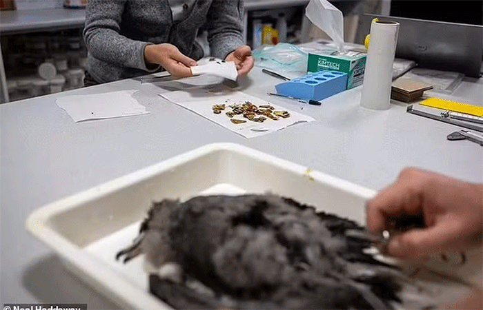 Aves com estômagos cheios de plástico “estalam e rangem” ao serem tocadas