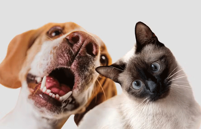 Por que gatos costumam viver mais que cachorros? Estudo revela possível razão
