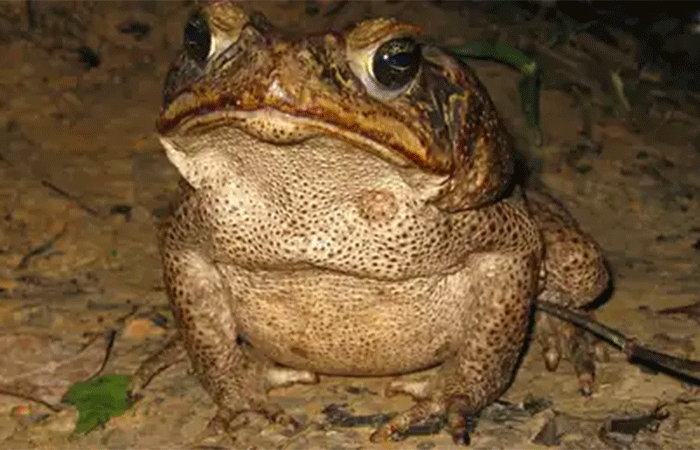 Quais são os principais predadores de escorpiões na natureza? Este sapo está na lista