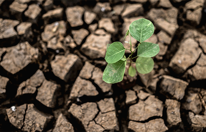Tolerância de plantas às mudanças climáticas e à poluição pode ser alternativa na arborização urbana