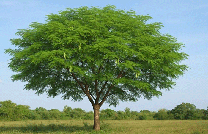 Conheça a árvore que se espalha pelas cidades brasileiras e pode comprometer nossa biodiversidade