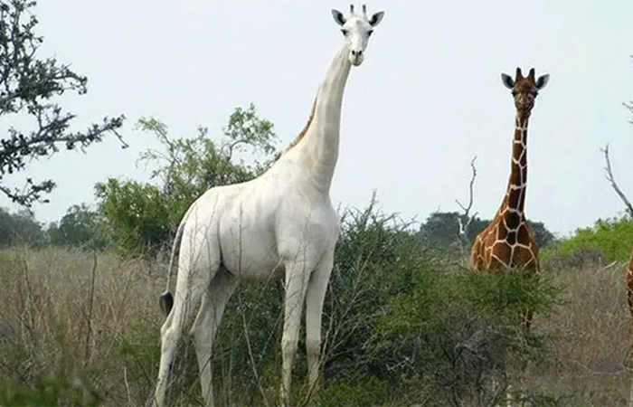 Última girafa branca do mundo usa rastreador para se proteger de caçadores no Quênia