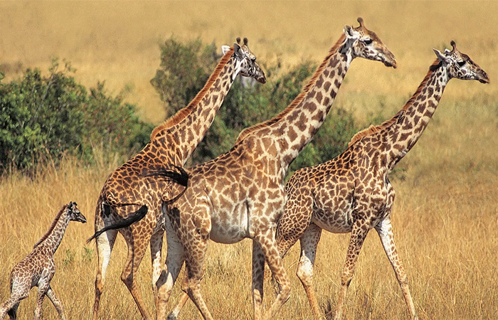 Por que as girafas podem beber água só uma vez por semana? No Dia Mundial das Girafas, mais fatos sobre elas